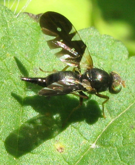 Aciura coryli (Tephitidae)